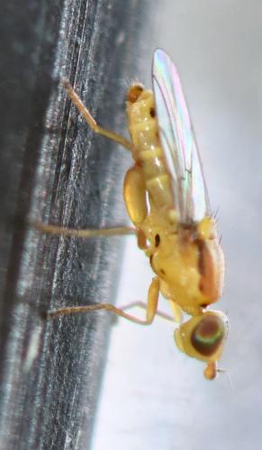 Réf. 286 619 : Meromyza femorata